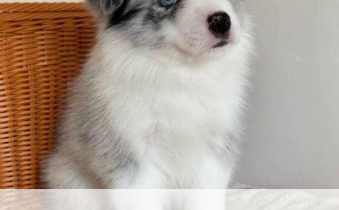 揭秘未知：探究这只狗狗的品种之谜