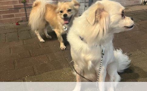 柯基犬与哈士奇共养指南