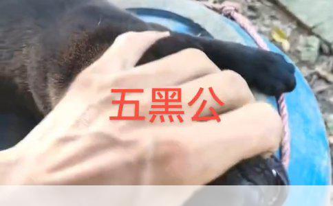 犬种鉴定：揭秘爱宠真实身份，非土狗也