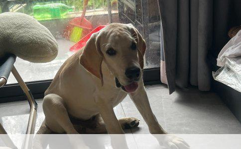 三岁阿拉斯加犬能卖多少钱