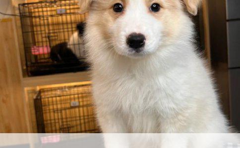 北京金毛犬品种与价格全解析