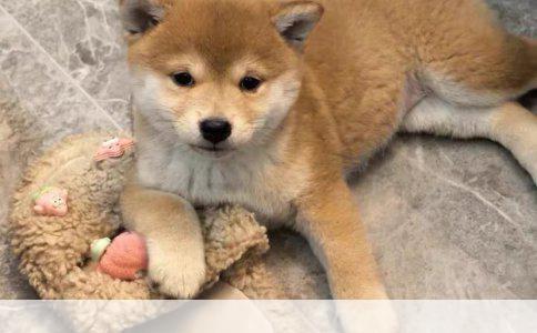 灰贵泰迪犬：中档犬种的专业饲养指南