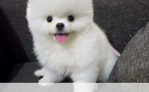 鹿娃狗训练指南