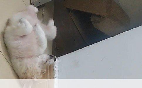 藏獒价格：从珍稀宠物到价值评估的全面解析