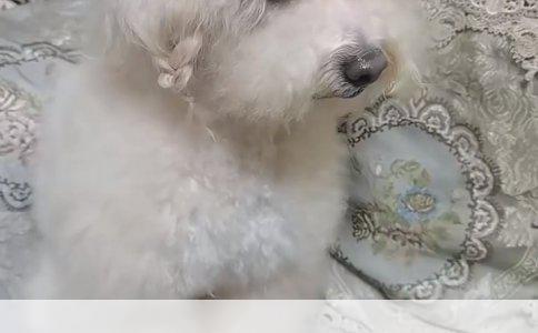 宠物市场小探：四五百元内精选小型与大型犬种