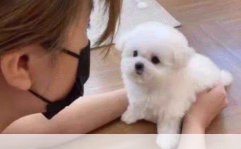 狗狗怀孕期间流产的症状与应对措施