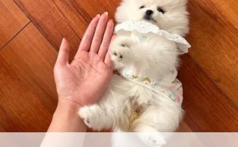 这只狗狗是什么品种的啊是京巴吗