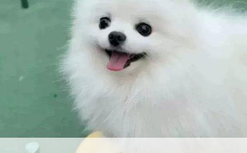 藏獒对决：谁能与“东方神兽”一较高下？