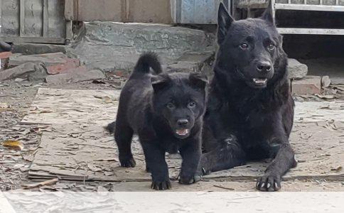 我家柴犬突然食欲不好咋回事