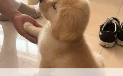 如何应对我家德国牧羊犬的长期肠胃炎