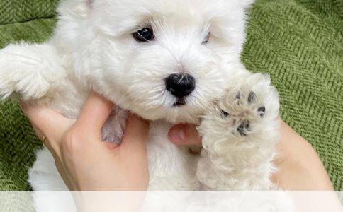 拉布拉多犬嘴部局部掉毛现象详解