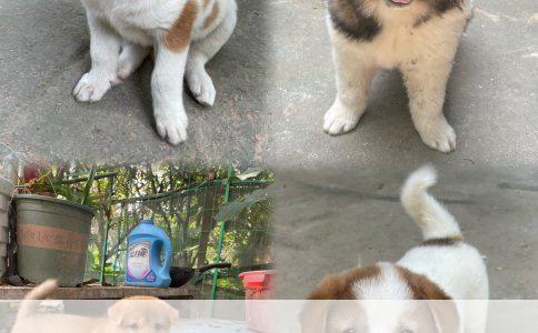 被狗咬后接种疫苗：安全保障与潜在风险分析