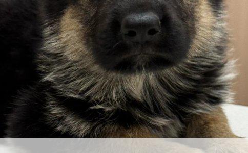 揭秘犬类世界：从外观到性格，详解那些让人困惑的狗狗品种