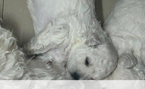 揭秘“未知犬种”的真相：一场关于爱犬品种的探索之旅