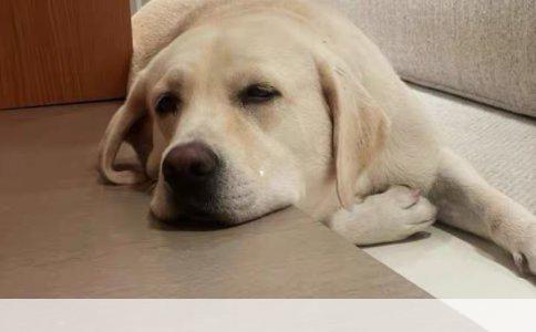 藏獒与狼狗：谁更胜一筹？