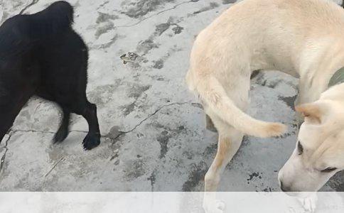 雪纳瑞断尾注意事项详解