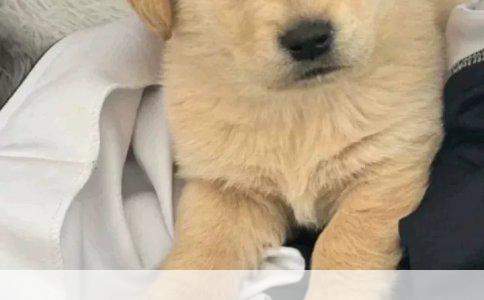 ###挪威森林猫饲养要点解析