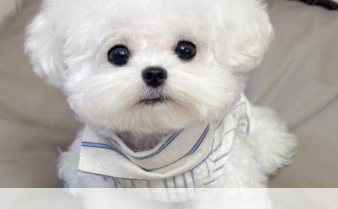比熊幼犬饮食指南：2个月大比熊每日喂食次数与每餐狗粮量详解