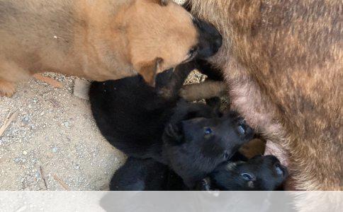 刷牙出血咳嗽带血恶心是怎么回事