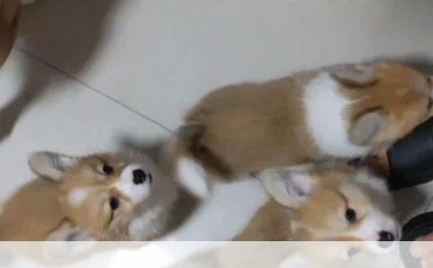 比熊和泰迪，养哪个不后悔