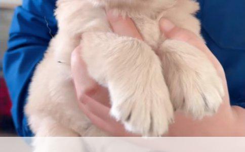 优质家养犬种推荐指南