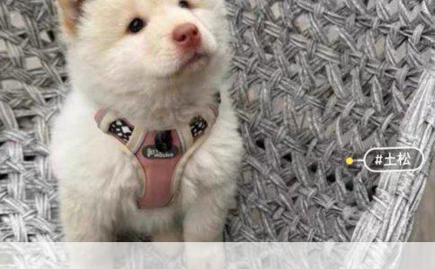 ###关于购买哈士奇犬：性格、特点与考虑