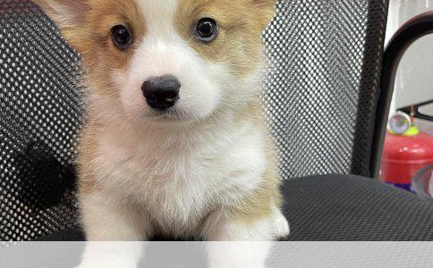 比格犬住公寓？想清楚再养