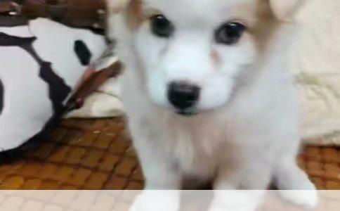 比特犬：犬界中的战斗机