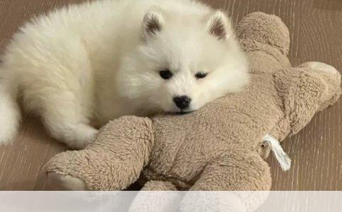 阿拉斯加雪橇犬、萨摩耶犬、拉布拉多猎犬、金毛犬、哈士奇犬种比较分析