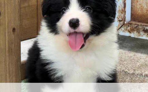 博美犬最佳狗粮选择指南：均衡营养，守护健康
