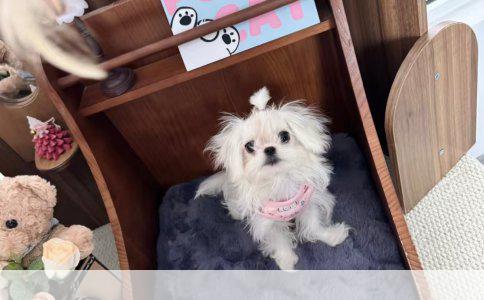 小狗定点如厕训练全攻略：从选位到实践的实用指南