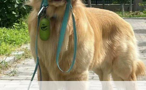 阿拉斯加与德国牧羊犬：性格与凶猛性之比较