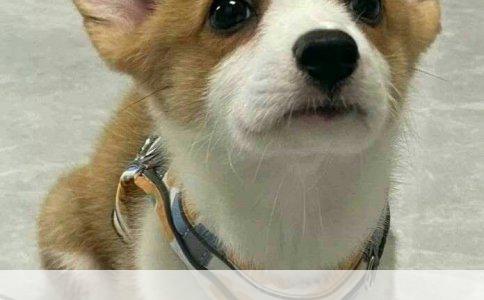 柴犬纯种价格大约多少