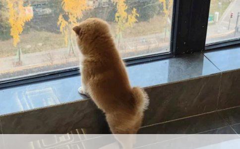 新手必读：一步步训练满月小奶猫如厕的实用指南