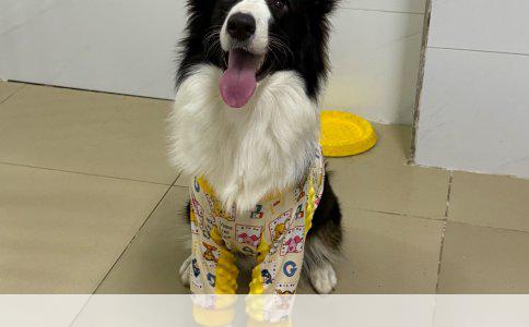 谁家养比特犬：深入探讨比特犬的魅力与饲养真相