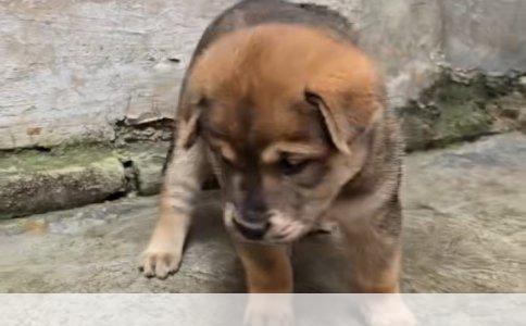 藏獒与高加索犬对决谁更强