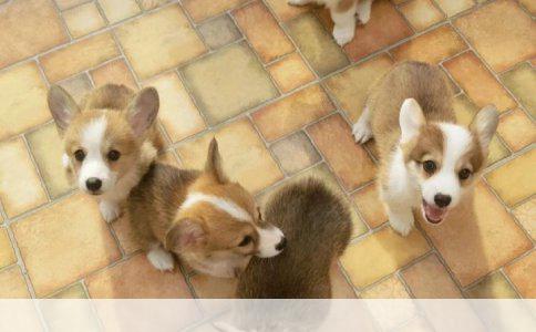 罗威纳犬：聪明懂事，个性沉稳的犬种