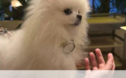 德牧自制狗粮配方