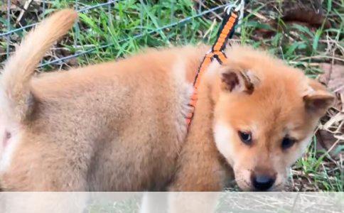 柯基犬价格与“星期狗”揭秘