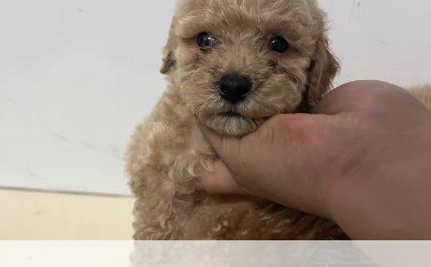 英国斗牛犬配种年龄探讨：18月龄还是24月龄更合适？