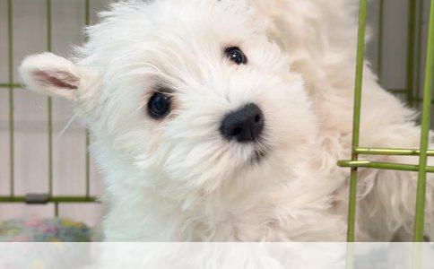 宠物狗的寿命及其影响因素解析