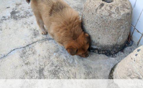 40天小金毛的黄金饲养指南：全面养护与成长秘诀