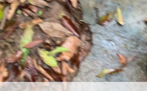 魏玛犬：看似威猛实则易养的忠诚伙伴
