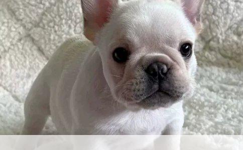 导盲犬小Q：忠诚的守护与温暖离别