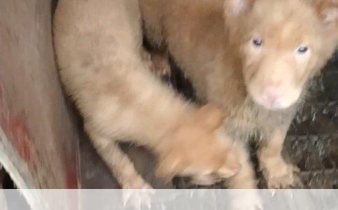 浪琴手表到底贵不贵