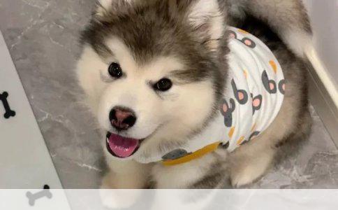 提升100米与800米跑步成绩的有效训练方法