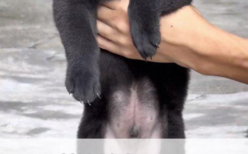 金豆传奇：藏獒身价三千万的背后故事