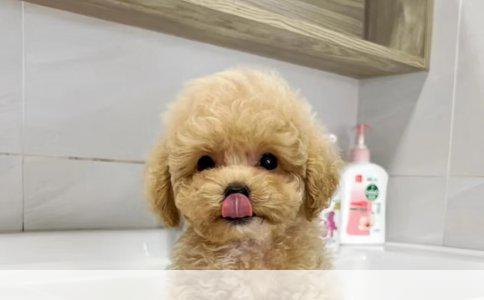 家里养什么小型犬性格温和会比较好？