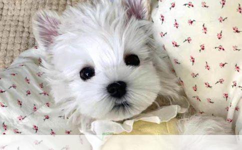 罗威纳与藏獒谁才是犬中霸主