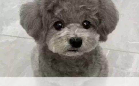 前保险杠裂了，修复还是更换？——详解修复流程与考量因素